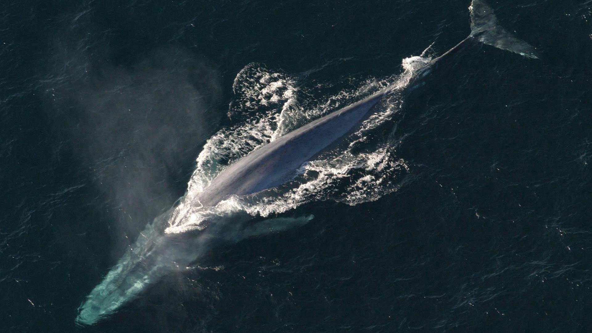 ENSTA Bretagne: whale listening and watching