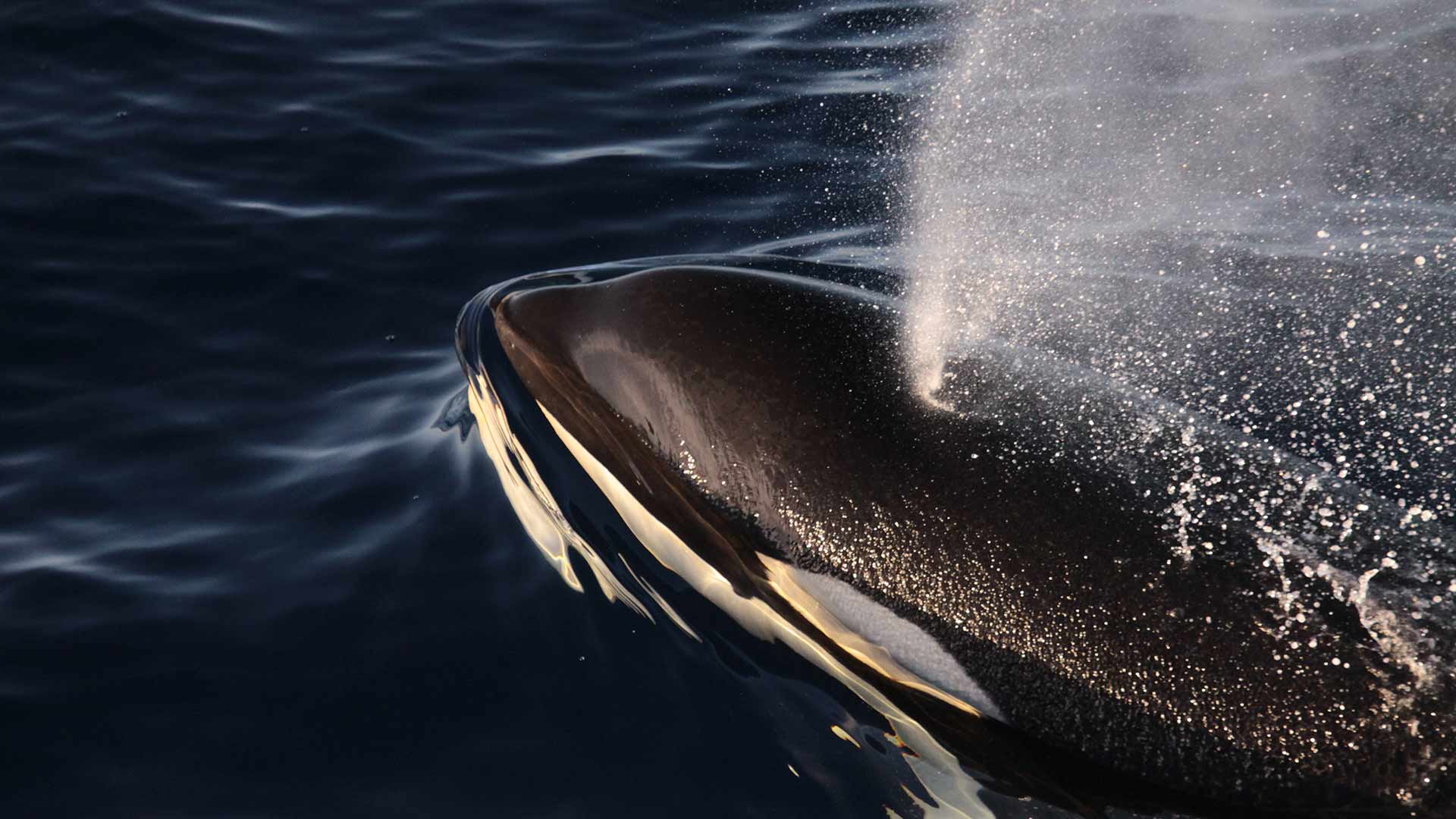 ENSTA Bretagne : recherche en acoustique passive sur les mammifères marins