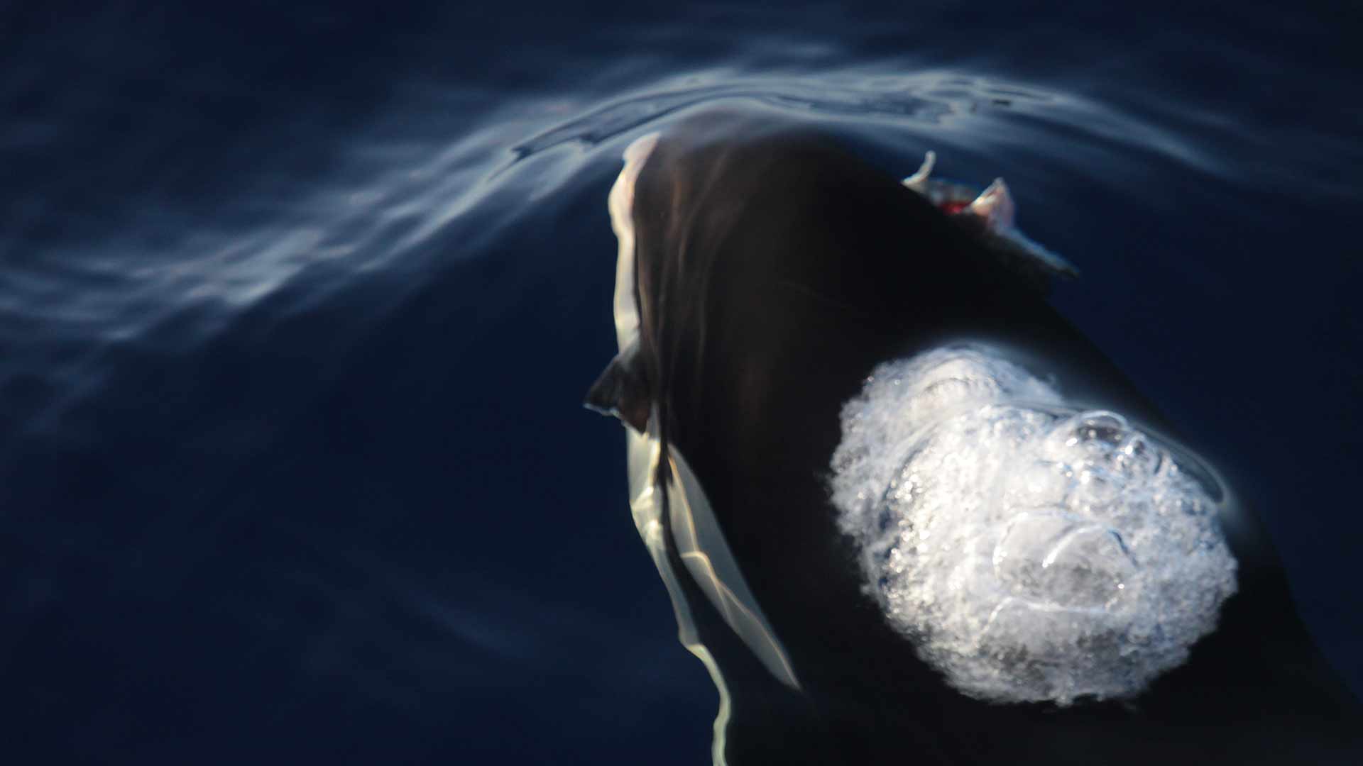 ENSTA Bretagne : travail de recherche sur la déprédation des orques (OrcaDepred)