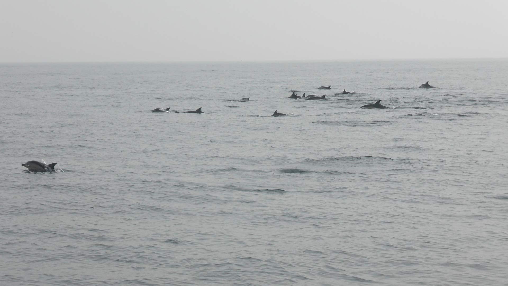 ENSTA Bretagne : Mise en place d'un observatoire en mer d'Iroise