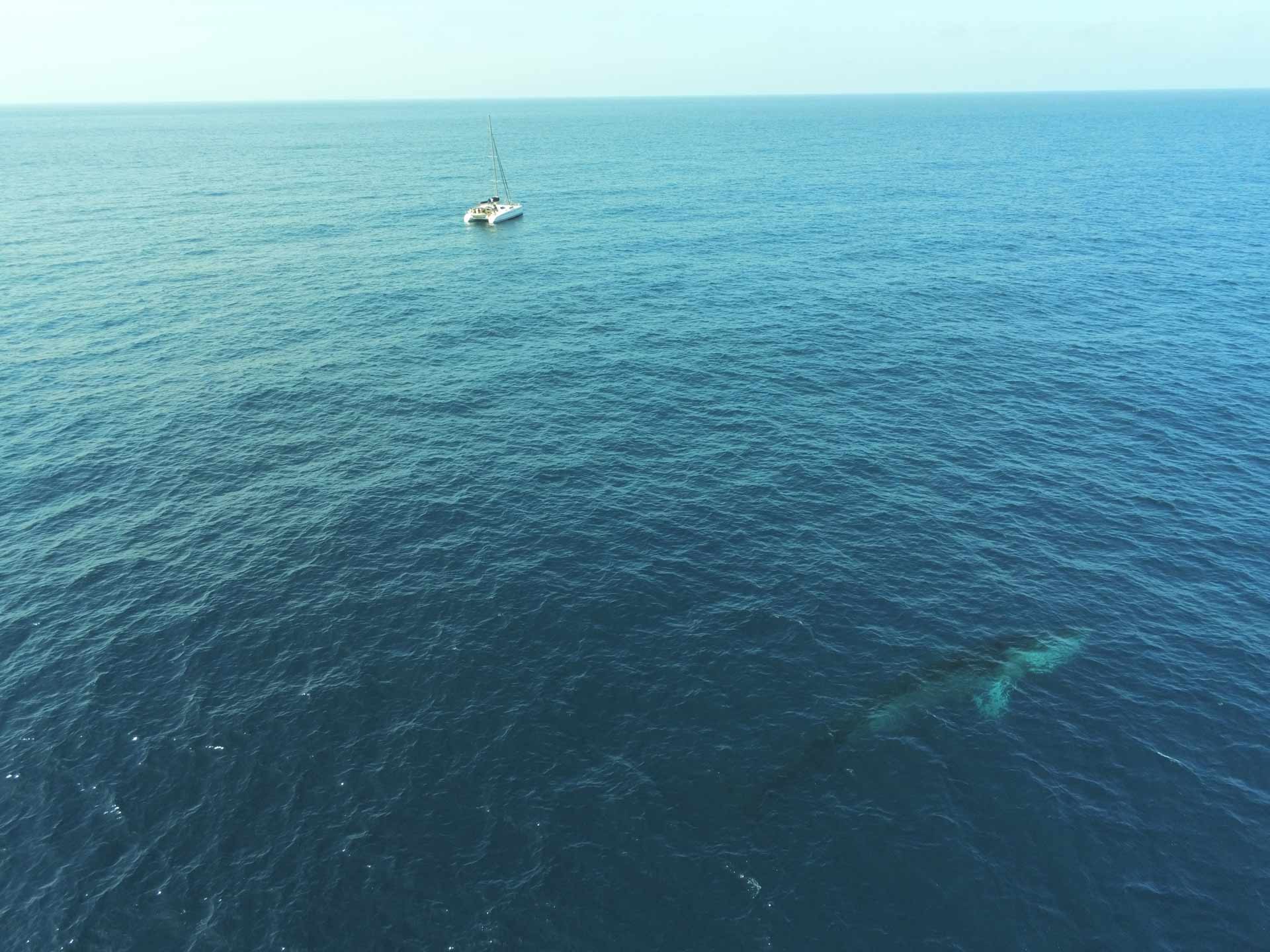 ENSTA Bretagne : expédition scientifique dans le Golfe de Gascogne sur un voilier  