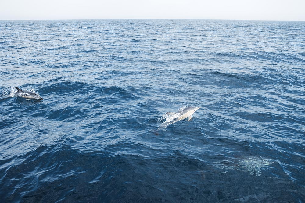 ENSTA Bretagne : Dauphins aux iles Scilly
