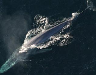 ENSTA Bretagne: whale listening and watching