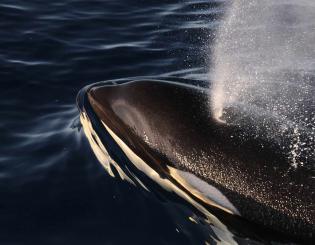 ENSTA Bretagne : recherche en acoustique passive sur les mammifères marins