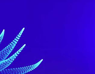 Octopousse : Concours Innovation Ifremer et PUI Blue Box