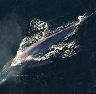 ENSTA Bretagne: whale listening and watching