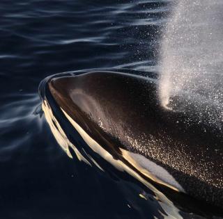 ENSTA Bretagne : recherche en acoustique passive sur les mammifères marins